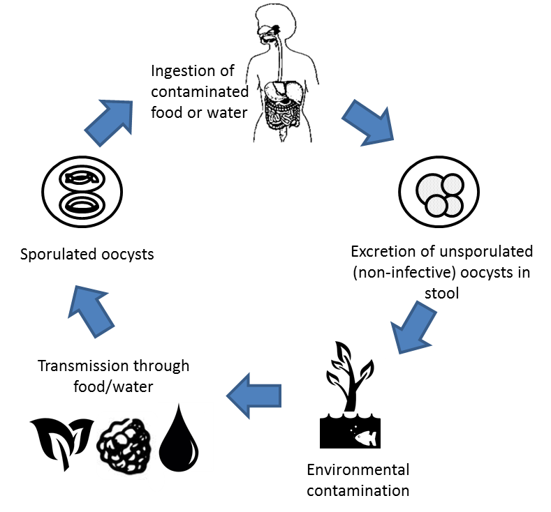 Life cycle of Cyclospora