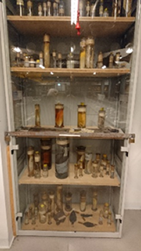 Darwin cabinet